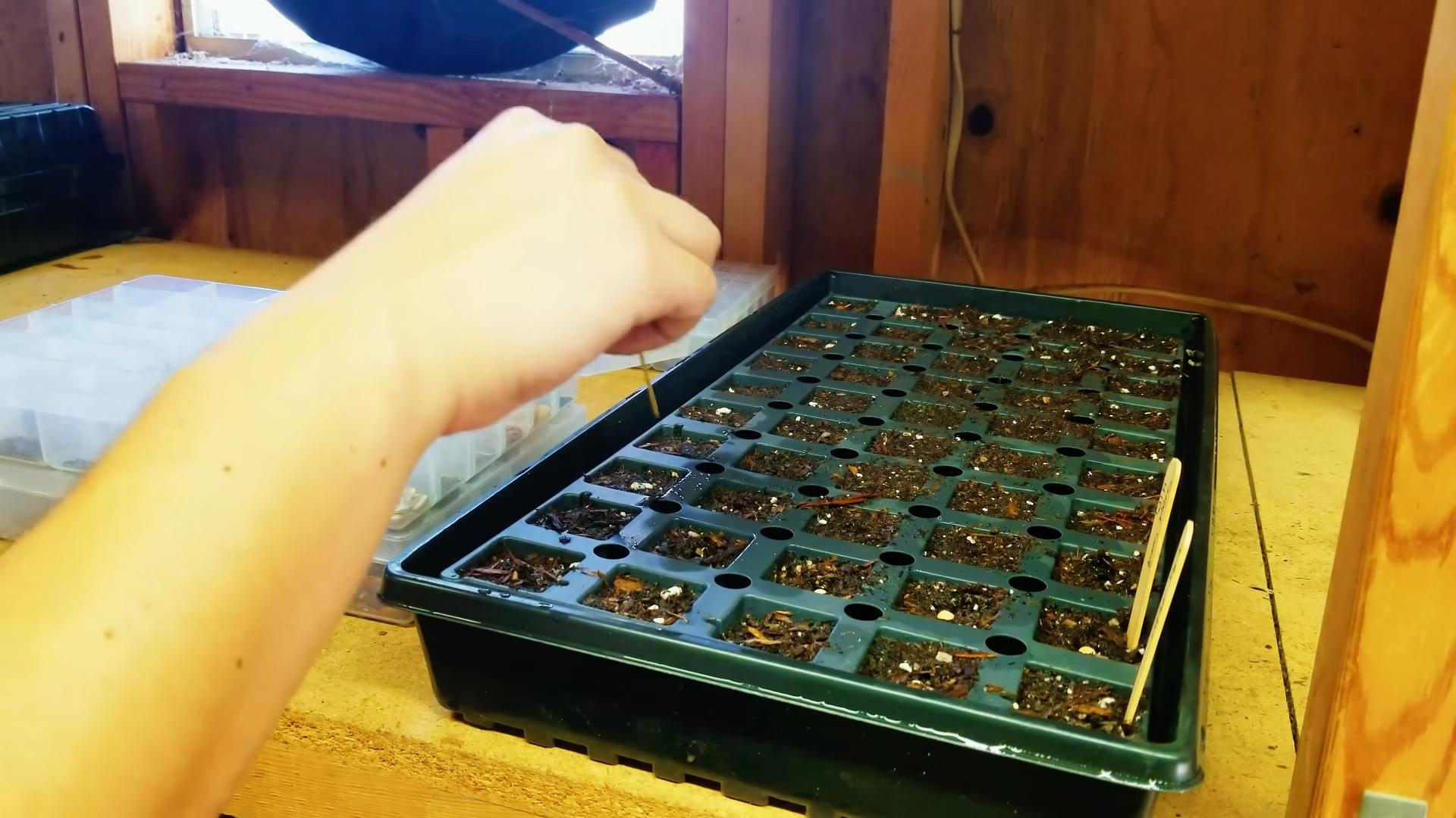 Growing Artichokes Easy Guide